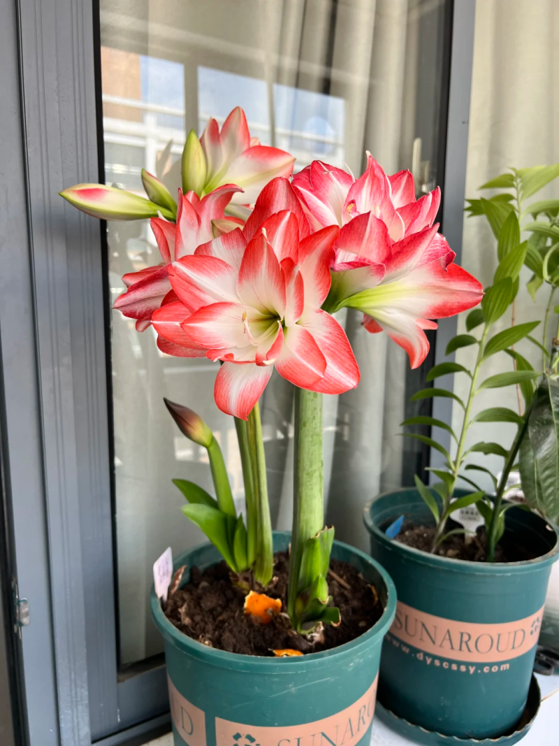 花孔雀朱顶红种球重瓣多年生地栽盆栽朱顶红种球