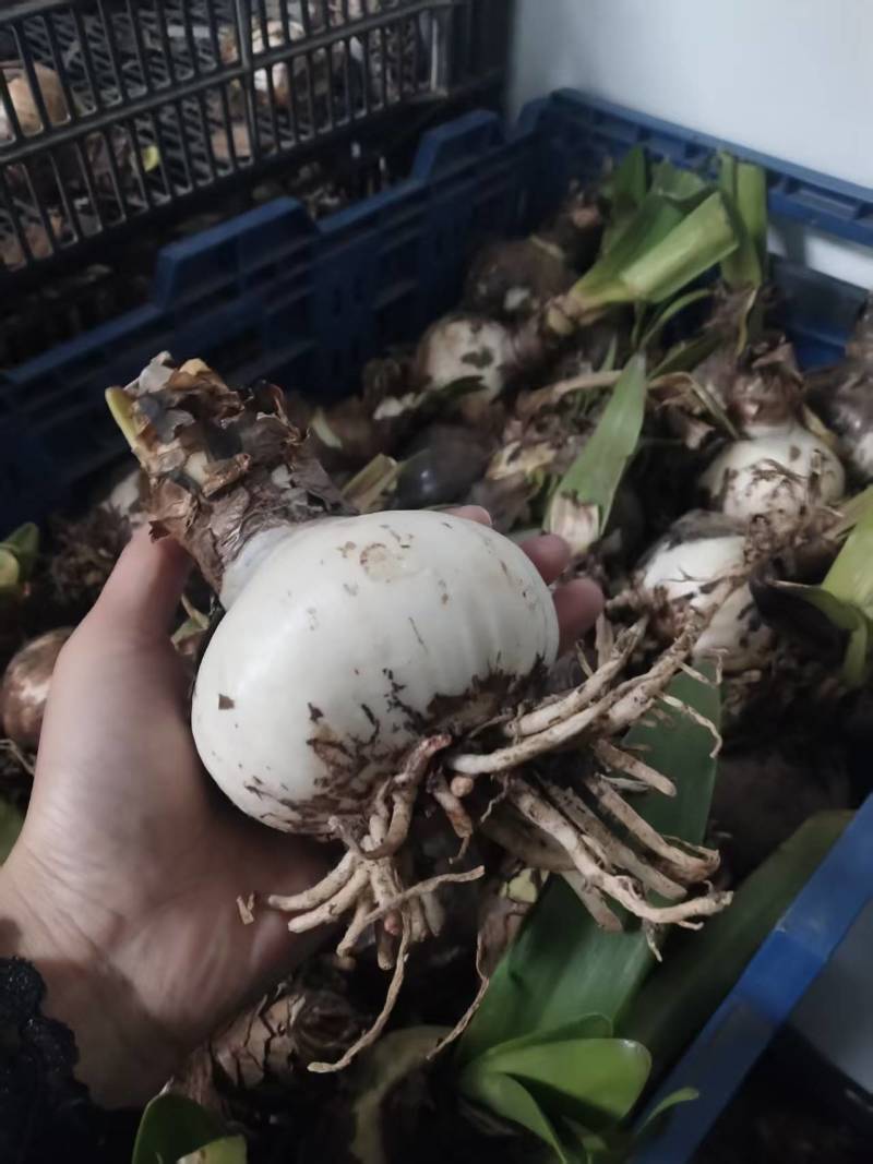 花孔雀朱顶红种球重瓣多年生地栽盆栽朱顶红种球