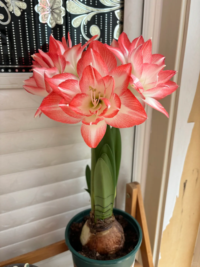 花孔雀朱顶红种球重瓣多年生地栽盆栽朱顶红种球