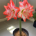 花孔雀朱顶红种球重瓣多年生地栽盆栽朱顶红种球