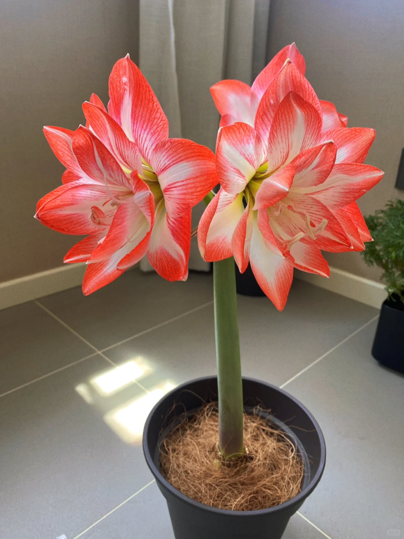 花孔雀朱顶红种球重瓣多年生地栽盆栽朱顶红种球