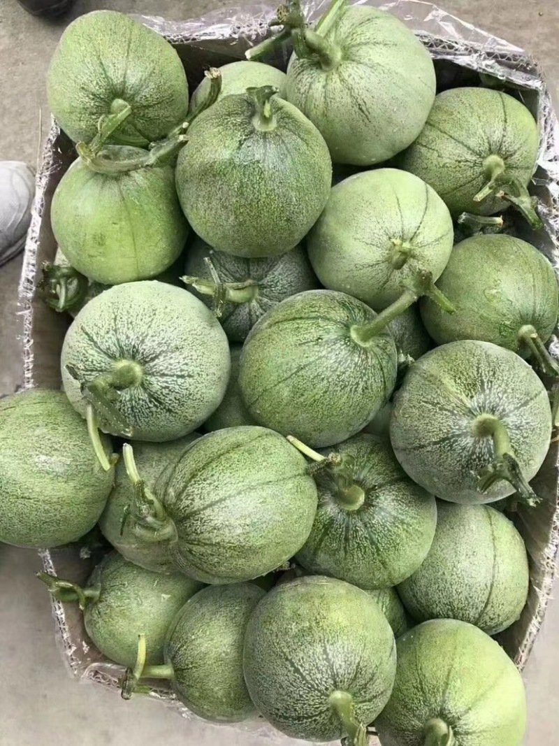 绿宝，甜瓜产地直销量大质优价格优惠欢迎采购
