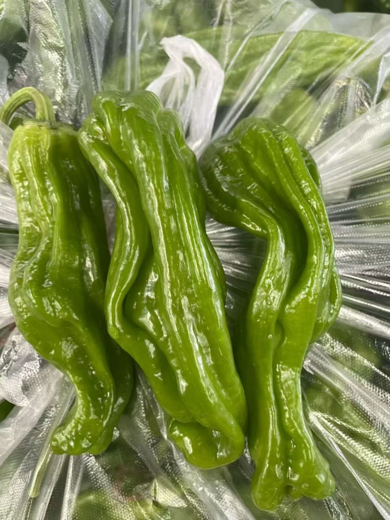 薄皮椒鲜辣椒产地直销一手货源量大质优价优欢迎采购