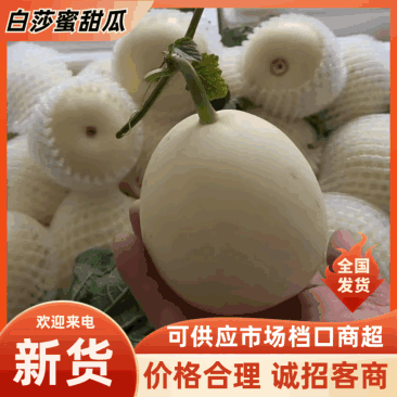 【热卖】白莎蜜甜瓜小白瓜安徽砀山甜瓜对接全国
