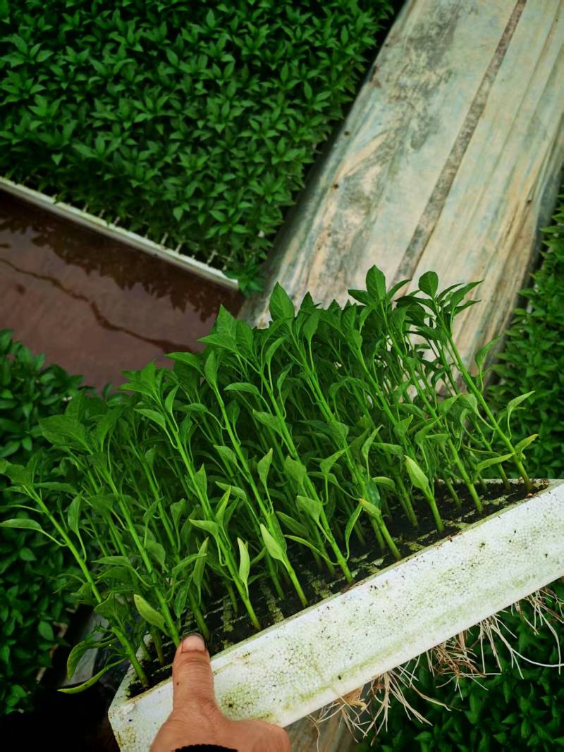 水育苗羊角椒丰抗21，湘研十五号，产量高成活率高
