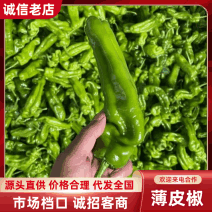 薄皮椒鲜辣椒产地直销一手货源量大质优价优欢迎采购