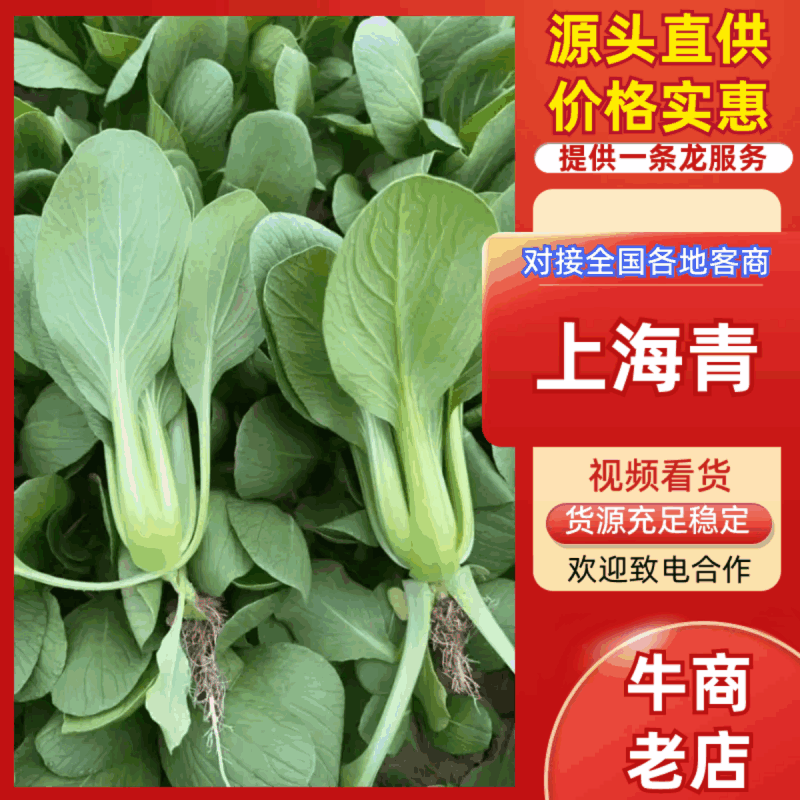 精品上海青产地直销物美价廉一手货源欢迎老板