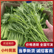 精品茼蒿产地直供品质保障对接全国欢迎联系下单