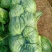 中甘甘蓝圆包菜几十万斤品质保障可对接全国市场电商超市