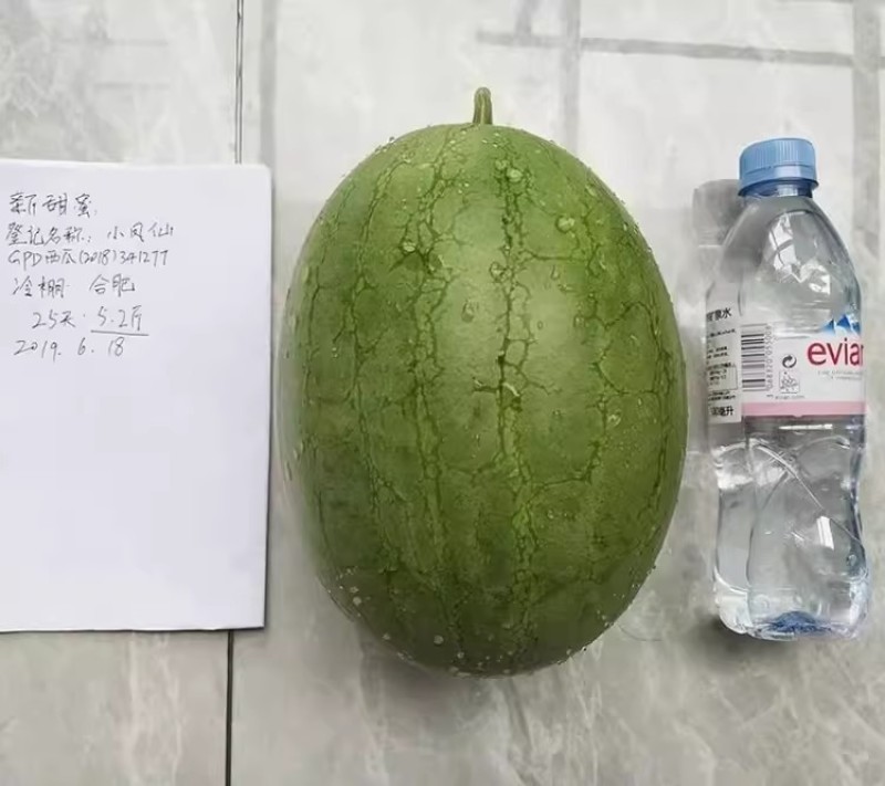 小凤仙西瓜种子改良黄瓤小西瓜早熟绿核桃皮黄肉香甜西瓜种籽