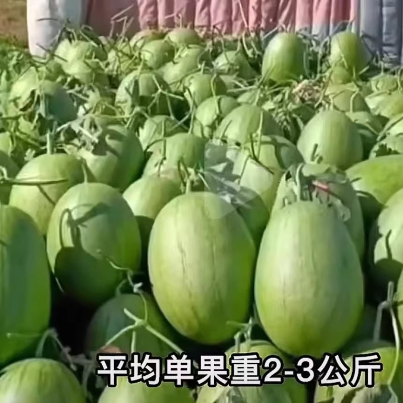 小凤仙西瓜种子改良黄瓤小西瓜早熟绿核桃皮黄肉香甜西瓜种籽