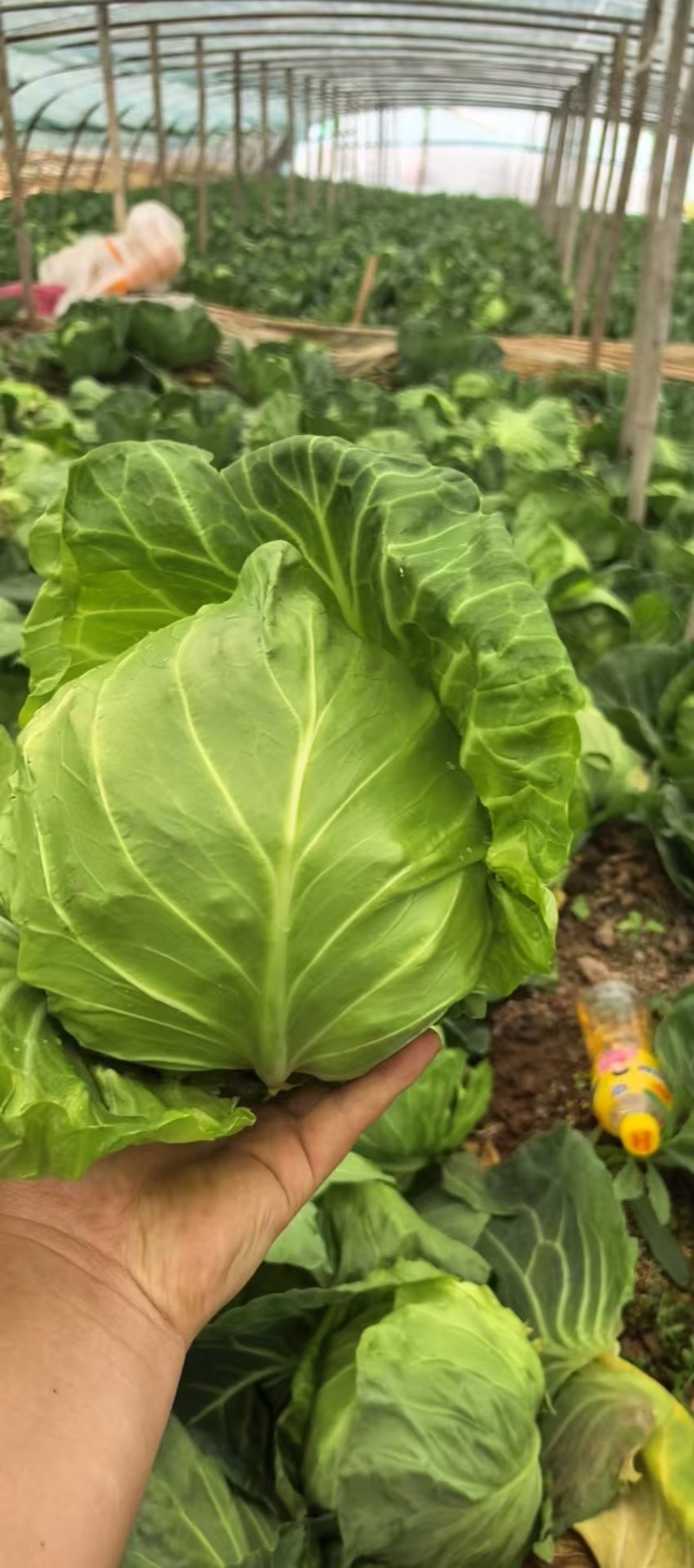 精品甘蓝，绿甘蓝包菜，产地大量供应，代发全国