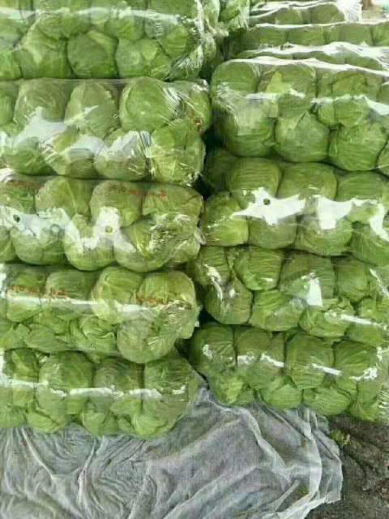 精品甘蓝，绿甘蓝包菜，产地大量供应，代发全国