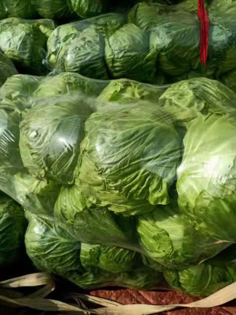 精品甘蓝，绿甘蓝包菜，产地大量供应，代发全国