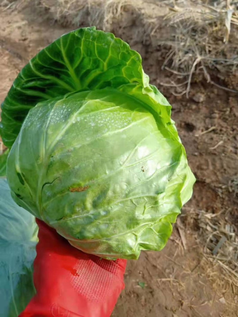 精品甘蓝，绿甘蓝包菜，产地大量供应，代发全国