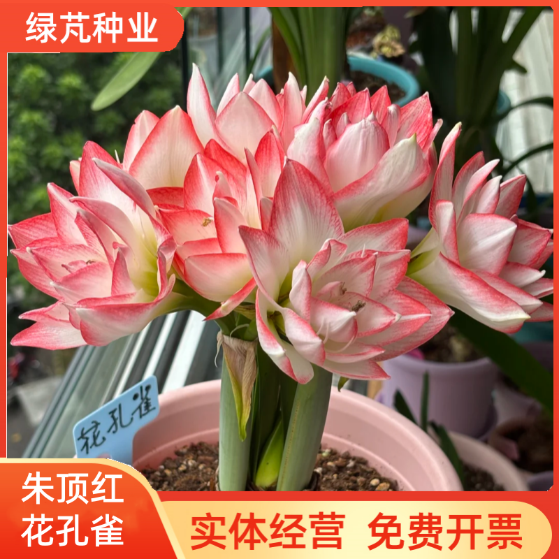花孔雀朱顶红种球重瓣多年生地栽盆栽朱顶红种球