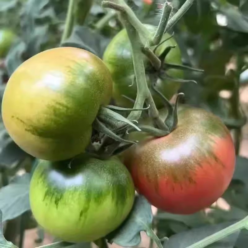 鲜粉三号口感型草莓番茄种子早春越冬高秧粉红果带绿肩西红柿