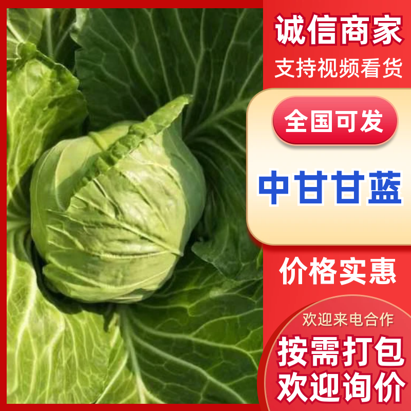 精品甘蓝，绿甘蓝包菜，产地大量供应，代发全国