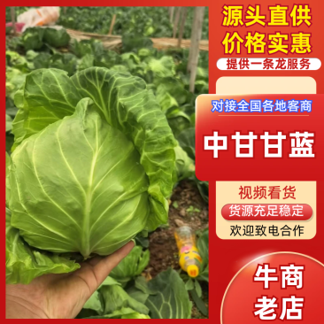 【推荐】精品甘蓝商超甘蓝产地直发大量现货欢迎致电采购