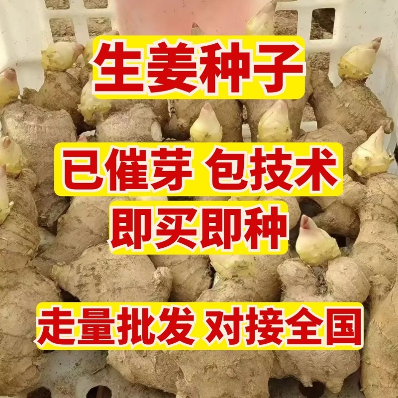 姜种批发/生姜种子【大二黄姜种/山农一号】已催芽即买即种