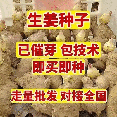 姜种批发/生姜种子【大二黄姜种/山农一号】已催芽即买即种