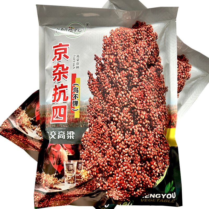 京杂抗四杂交高粱种子中熟110天抗旱抗盐碱耐水肥亩产高