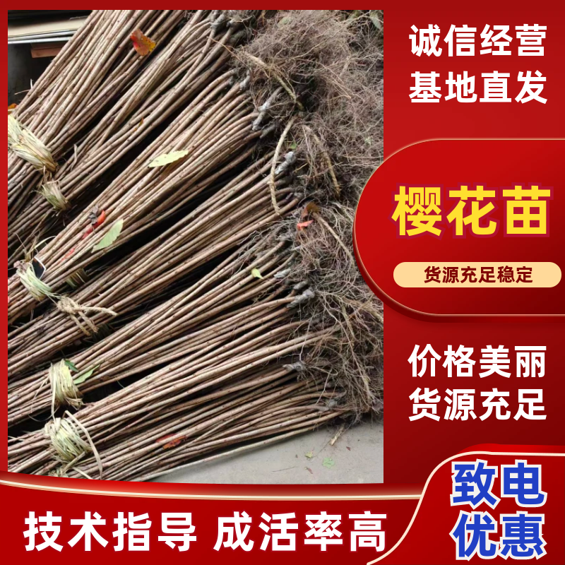 基地直销樱花树苗，樱花苗嫁接日本樱花，晚樱花，嫁接早樱