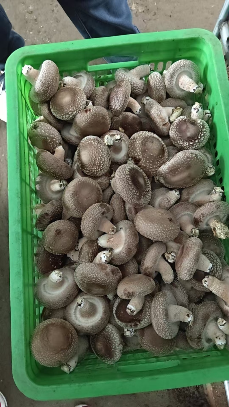 【推荐】香菇便宜了，便宜鲜香菇，一件代办，量大从优