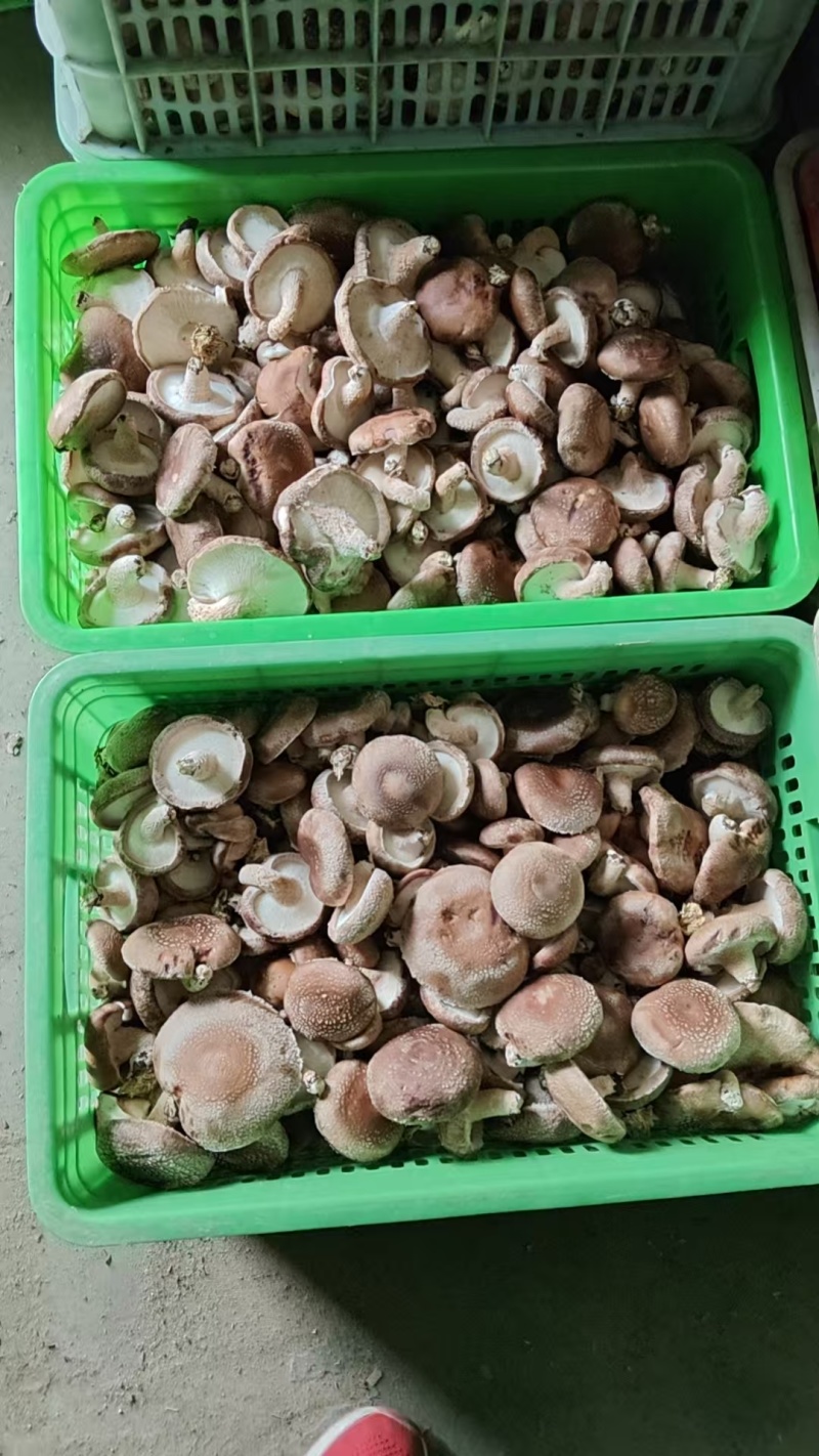 【推荐】香菇便宜了，便宜鲜香菇，一件代办，量大从优