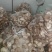 【推荐】香菇便宜了，便宜鲜香菇，一件代办，量大从优