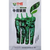 中禧皱丽辣椒种子杂交小皱椒种籽辣味香浓早熟香辣脆嫩皱薄皮