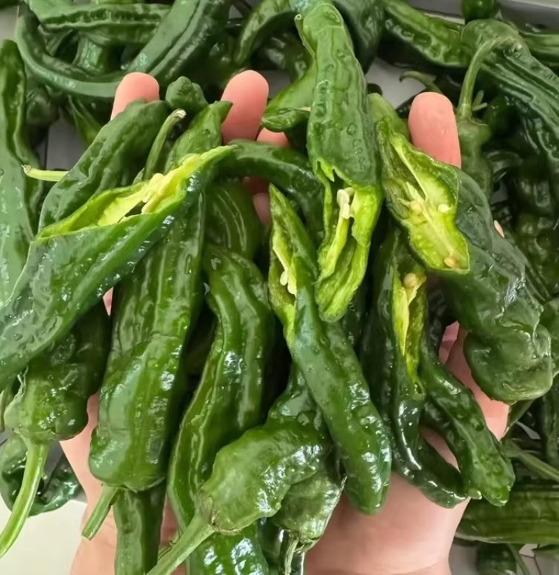 中禧皱丽辣椒种子杂交小皱椒种籽辣味香浓早熟香辣脆嫩皱薄皮