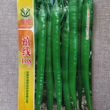 禧线108杂交高品质线椒种子早熟辣椒种籽香辣浓郁青红两用