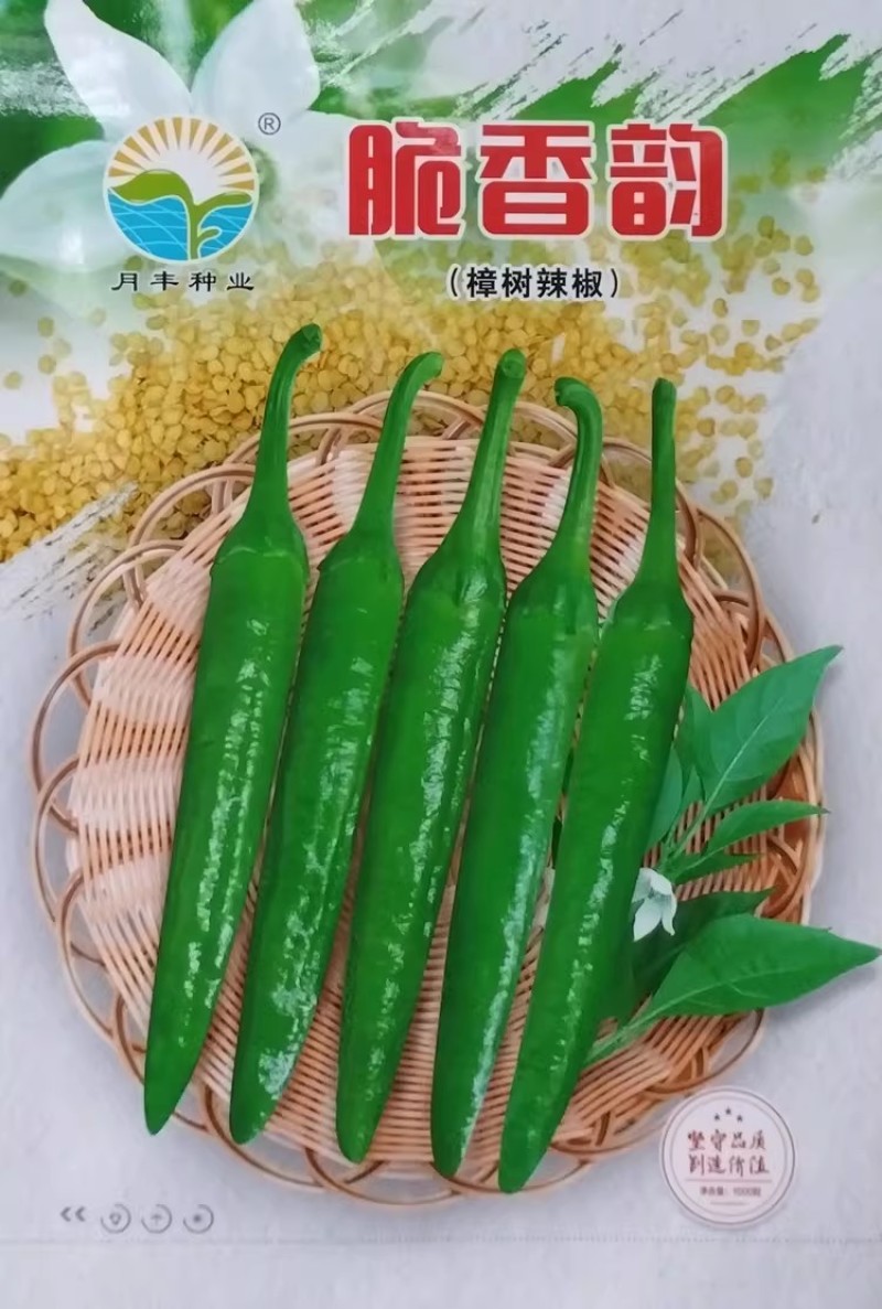 脆香韵辣椒种子早熟短羊角椒樟树小辣椒种籽中辣香脆节节有果