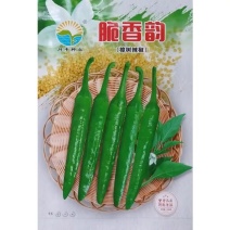 脆香韵辣椒种子早熟短羊角椒樟树小辣椒种籽中辣香脆节节有果