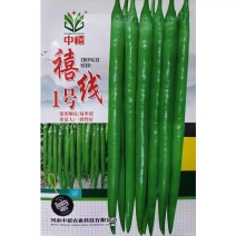 禧线1号辣椒种子杂交加长型线椒种籽香辣味浓果皮油绿顺直