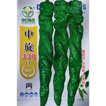 中旋338螺丝椒椒种子大果麻花螺旋椒易座果半麻面高产辣椒