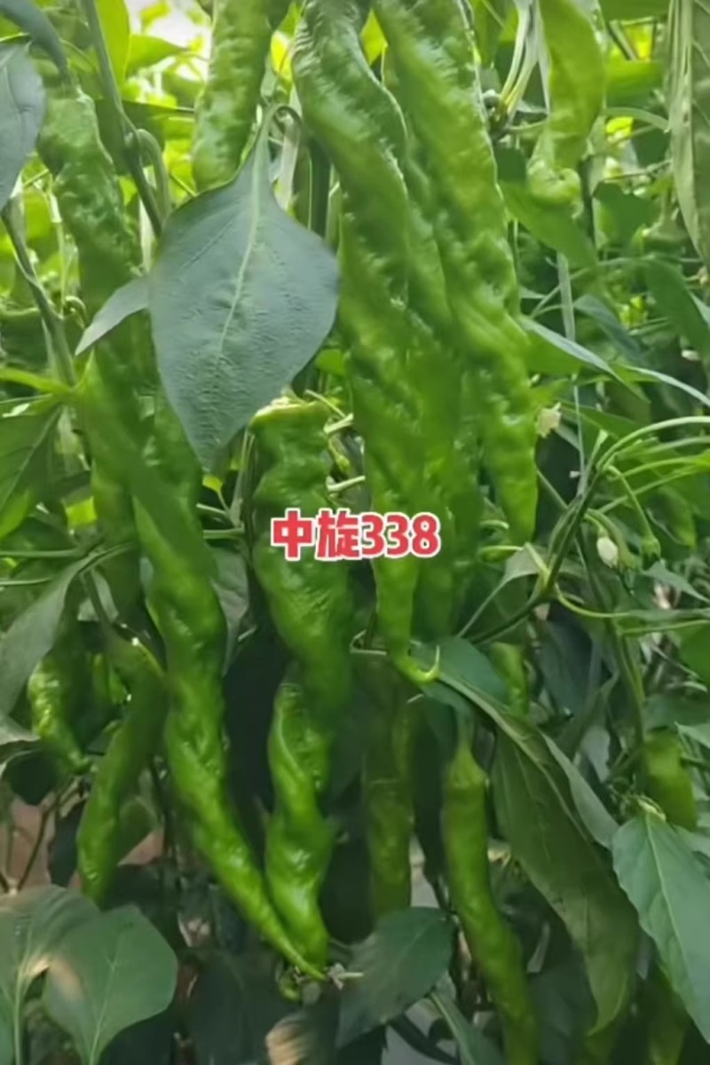中旋338螺丝椒椒种子大果麻花螺旋椒易座果半麻面高产辣椒