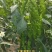 中旋338螺丝椒椒种子大果麻花螺旋椒易座果半麻面高产辣椒