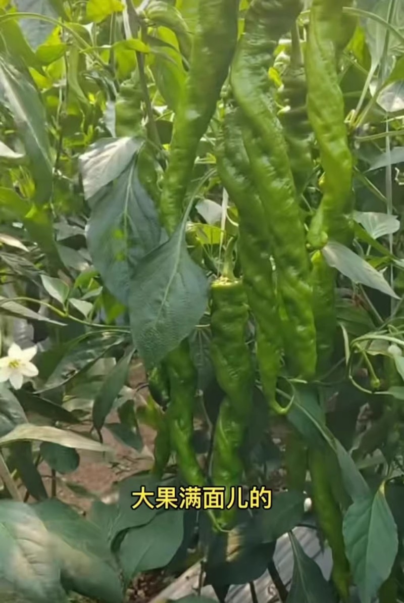 中旋338螺丝椒椒种子大果麻花螺旋椒易座果半麻面高产辣椒