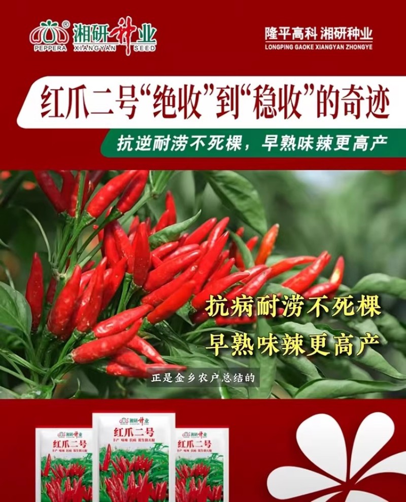 红爪二号簇生朝天椒种子尖椒种籽香辣味浓高产辣椒抗病耐湿热