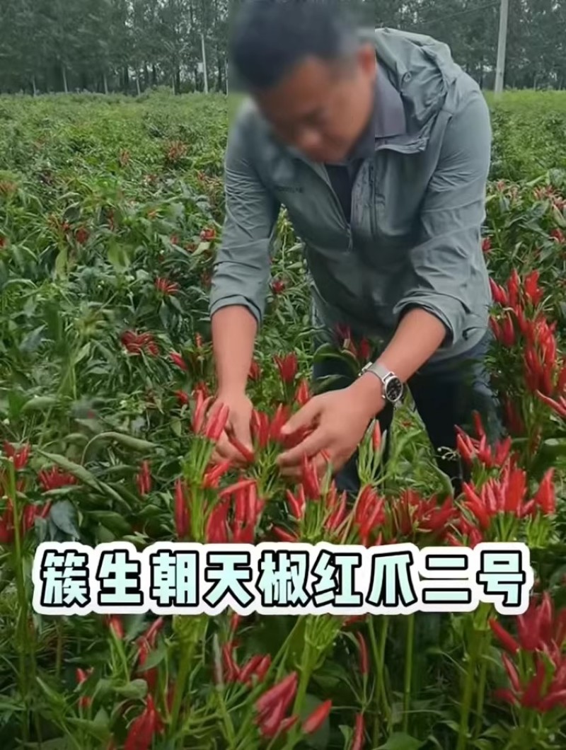 红爪二号簇生朝天椒种子尖椒种籽香辣味浓高产辣椒抗病耐湿热