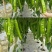 比特黄皮尖椒种子中熟杂交牛角椒种籽青果黄绿老熟果红色微辣