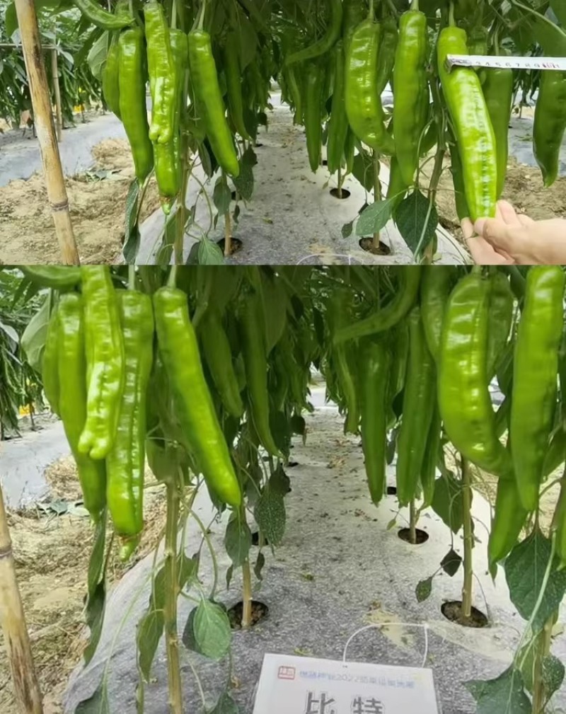 比特黄皮尖椒种子中熟杂交牛角椒种籽青果黄绿老熟果红色微辣