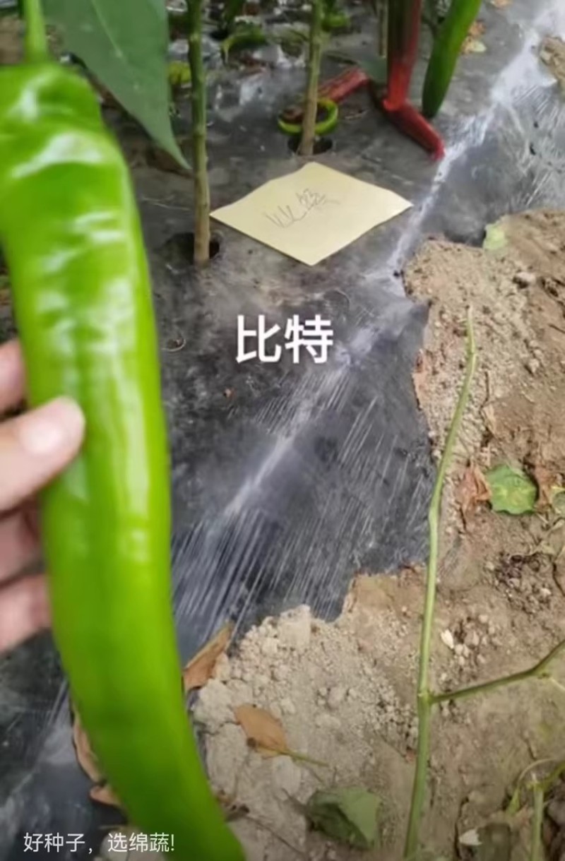 比特黄皮尖椒种子中熟杂交牛角椒种籽青果黄绿老熟果红色微辣