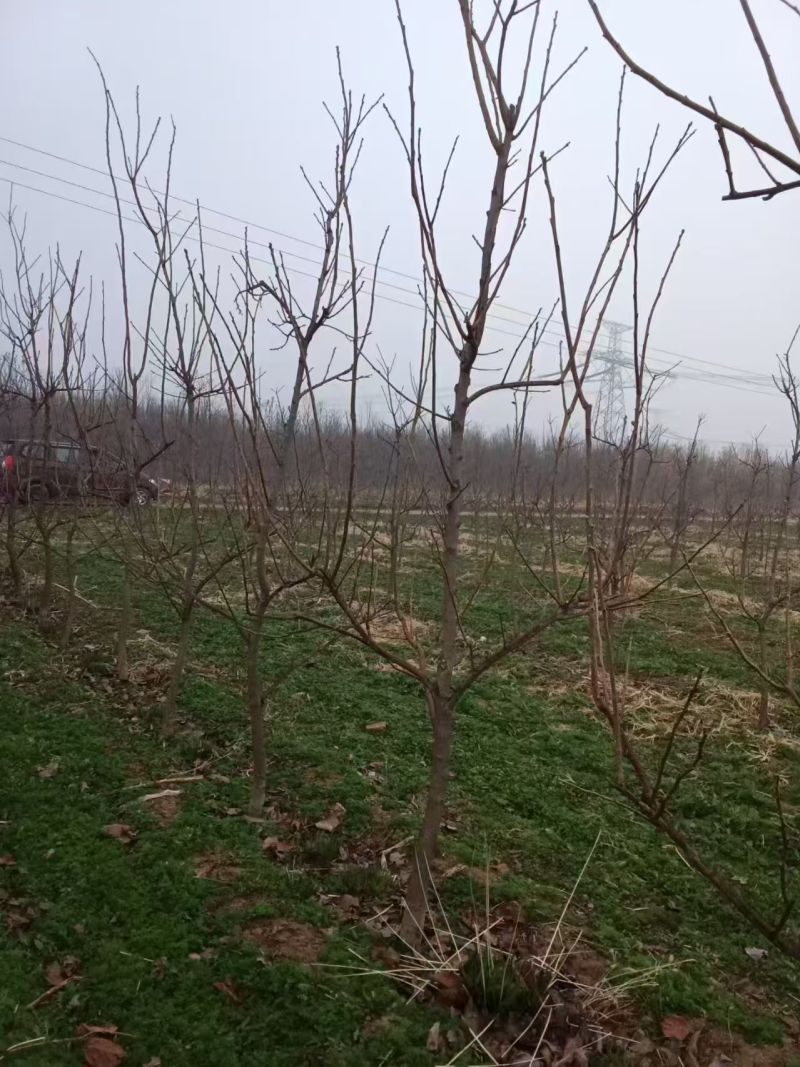 陕西柿子树，50-60公分，一手货源，基地直发，欢迎咨询