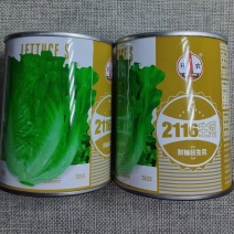 环农2116高产耐抽苔四季生菜种子爽脆美味耐热耐寒生菜籽