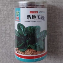 趴地美菠杂交塌地菠菜种子圆叶墨绿光泽油亮爬地菠种籽耐寒