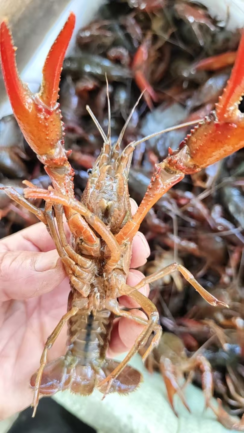 【精选小龙虾】洪湖潜江小龙虾保质保量水质优对接全国