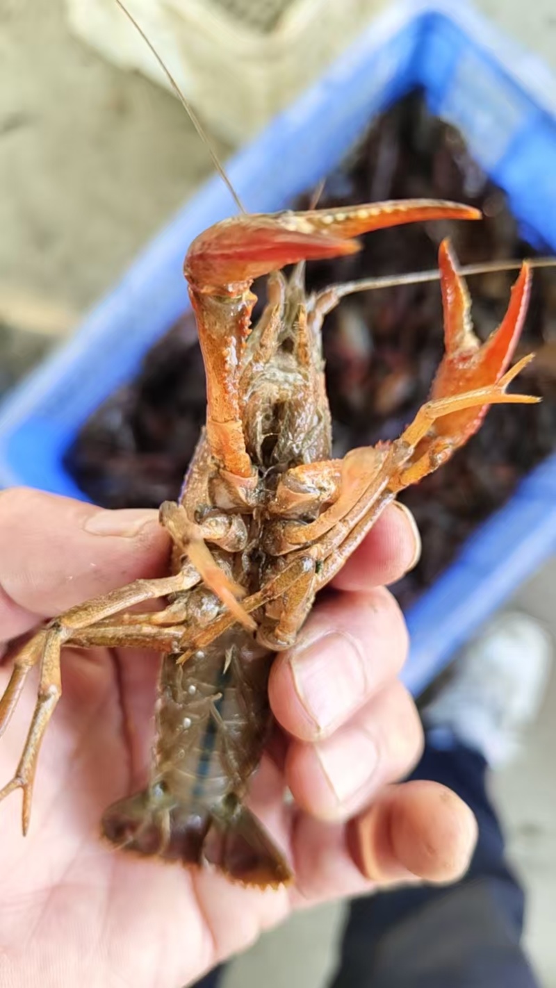 【精选小龙虾】洪湖潜江小龙虾保质保量水质优对接全国
